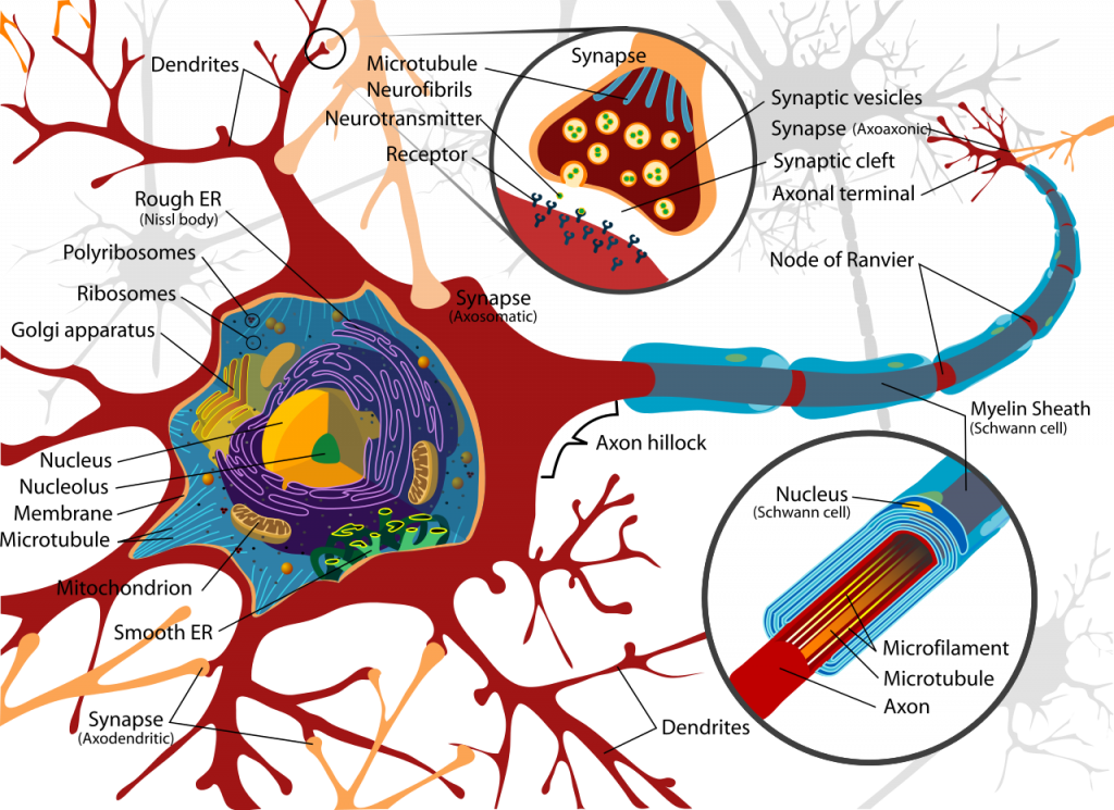 Egy idegsejt , a felépítése és a kapcsolódásai. Kép forrása: wikipedia