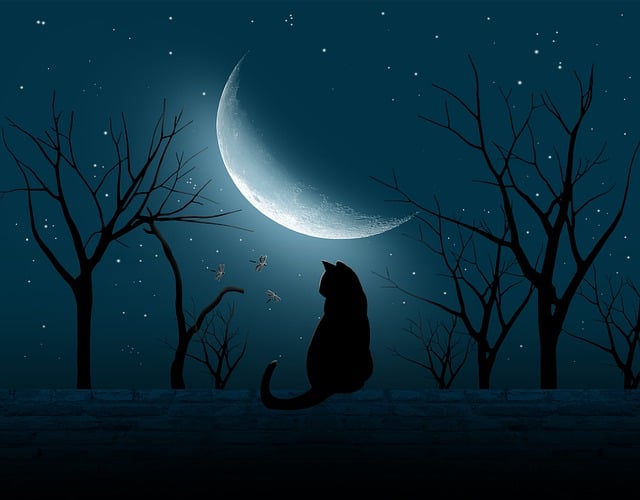 A középkori Európában úgy hitték, hogy a macskák a boszorkányok familiárisai. Kép: Mollyroselee